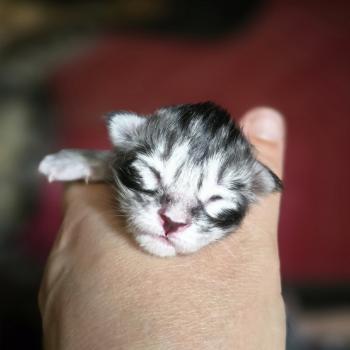 chaton Maine coon black silver blotched tabby Elevage de maine coon L'Or sauvage