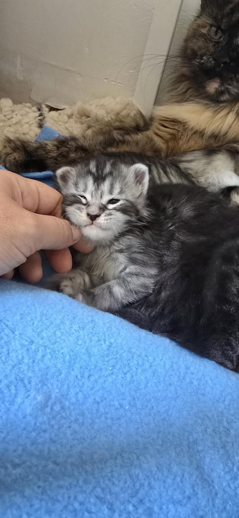 Bohème DE L'OR SAUVAGE Femelle Maine coon