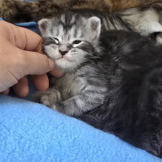 Bella DE L'OR SAUVAGE Femelle Maine coon