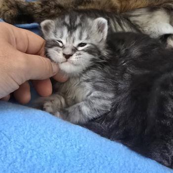 chaton Maine coon black silver blotched tabby Bella Elevage de maine coon L'Or sauvage
