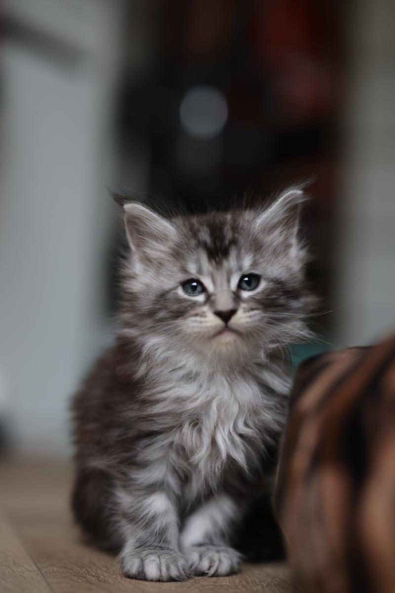 Bohème DE L'OR SAUVAGE Femelle Maine coon