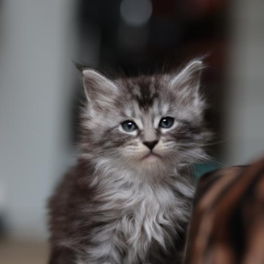 chaton Maine coon black silver blotched tabby Bohème Elevage de maine coon L'Or sauvage
