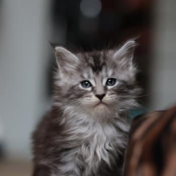 chaton Maine coon black silver blotched tabby Bohème Elevage de maine coon L'Or sauvage