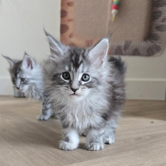 Bohème DE L'OR SAUVAGE Femelle Maine coon