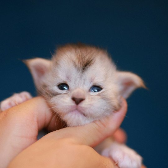 chaton Maine coon black silver mackerel tabby & blanc Abylor Elevage de maine coon L'Or sauvage