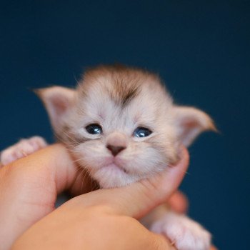 chaton Maine coon black silver mackerel tabby & blanc Abylor Elevage de maine coon L'Or sauvage chaton Maine coon black silver mackerel tabby & blanc Abylor Elevage de maine coon L'Or sauvage