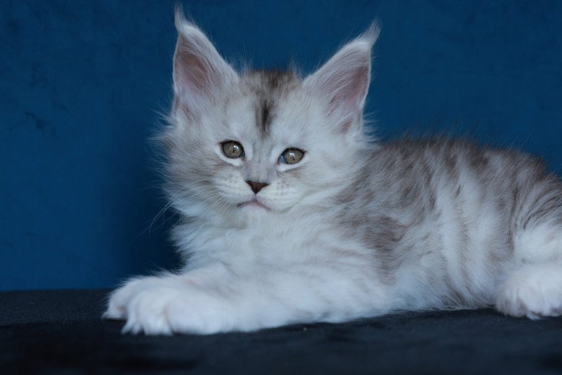 Abylor DE L'OR SAUVAGE Femelle Maine coon