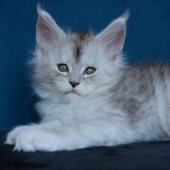 chaton Maine coon black silver mackerel tabby & blanc Abylor Elevage de maine coon L'Or sauvage chaton Maine coon black silver mackerel tabby & blanc Abylor Elevage de maine coon L'Or sauvage