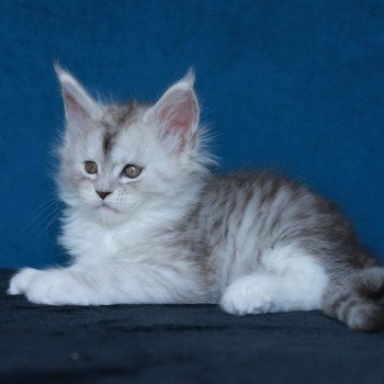 chaton Maine coon black silver mackerel tabby & blanc Abylor Elevage de maine coon L'Or sauvage chaton Maine coon black silver mackerel tabby & blanc Abylor Elevage de maine coon L'Or sauvage