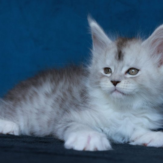 chaton Maine coon black silver mackerel tabby & blanc Abylor Elevage de maine coon L'Or sauvage
