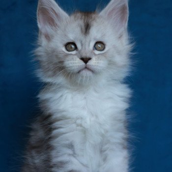 chaton Maine coon black silver mackerel tabby & blanc Abylor Elevage de maine coon L'Or sauvage chaton Maine coon black silver mackerel tabby & blanc Abylor Elevage de maine coon L'Or sauvage