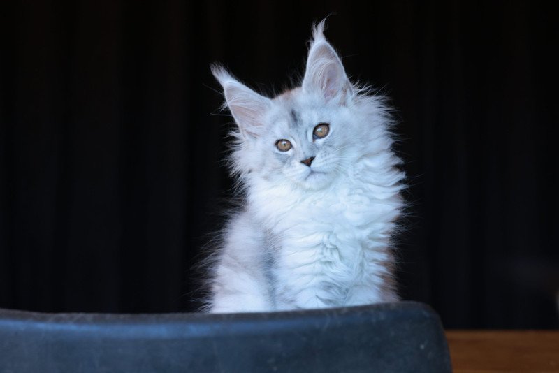 Abylor DE L'OR SAUVAGE Femelle Maine coon