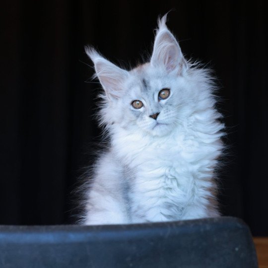 Abylor DE L'OR SAUVAGE Femelle Maine coon