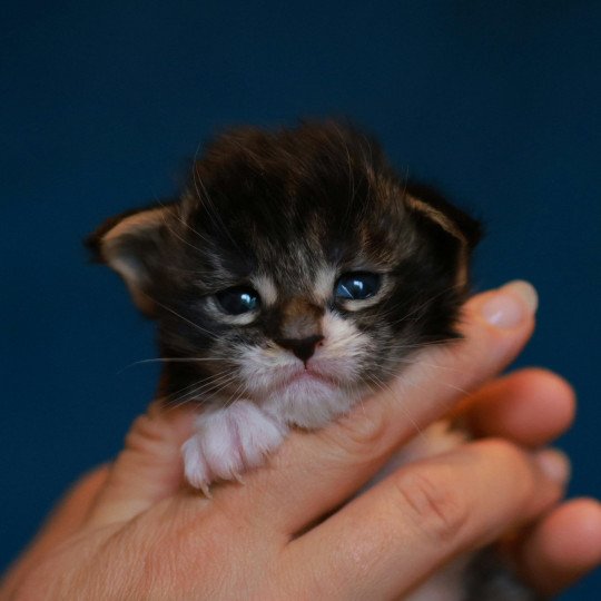 chaton Maine coon black silver mackerel tabby & blanc Adéli Elevage de maine coon L'Or sauvage