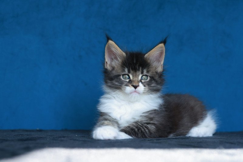 Adéli DE L'OR SAUVAGE Femelle Maine coon