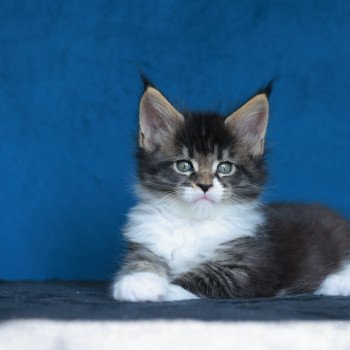 chaton Maine coon black silver mackerel tabby & blanc Adéli Elevage de maine coon L'Or sauvage chaton Maine coon black silver mackerel tabby & blanc Adéli Elevage de maine coon L'Or sauvage