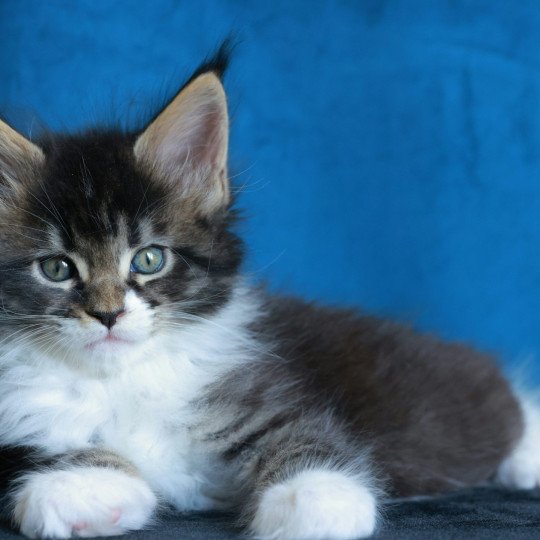chaton Maine coon black silver mackerel tabby & blanc Adéli Elevage de maine coon L'Or sauvage