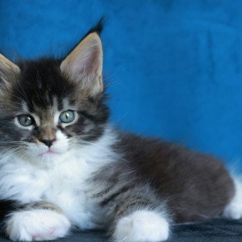 chaton Maine coon black silver mackerel tabby & blanc Adéli Elevage de maine coon L'Or sauvage chaton Maine coon black silver mackerel tabby & blanc Adéli Elevage de maine coon L'Or sauvage