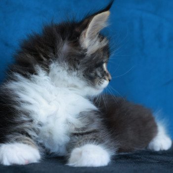 chaton Maine coon black silver mackerel tabby & blanc Adéli Elevage de maine coon L'Or sauvage chaton Maine coon black silver mackerel tabby & blanc Adéli Elevage de maine coon L'Or sauvage