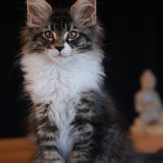 chaton Maine coon brown mackerel tabby & blanc Adéli Elevage de maine coon L'Or sauvage chaton Maine coon brown mackerel tabby & blanc Adéli Elevage de maine coon L'Or sauvage