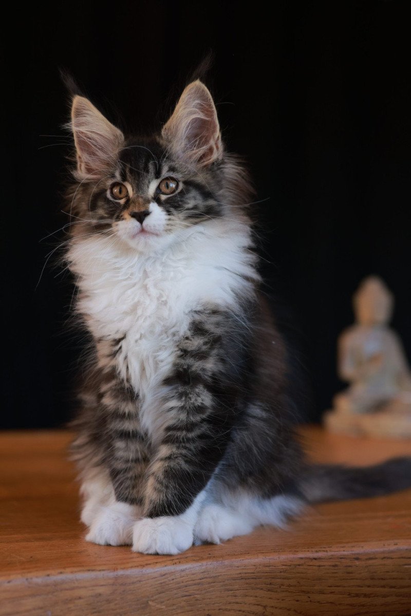 Adéli DE L'OR SAUVAGE Femelle Maine coon