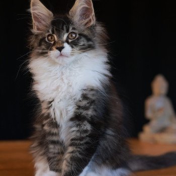 chaton Maine coon brown mackerel tabby & blanc Adéli Elevage de maine coon L'Or sauvage chaton Maine coon brown mackerel tabby & blanc Adéli Elevage de maine coon L'Or sauvage