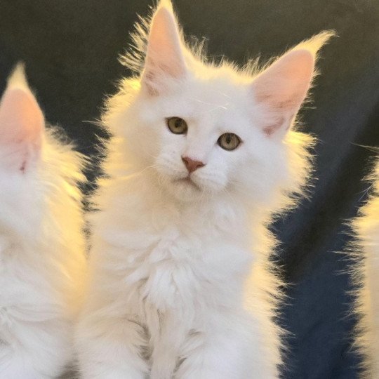 chaton Maine coon red shell Aelion Elevage de maine coon L'Or sauvage