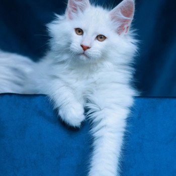 chaton Maine coon red shell Aelion Elevage de maine coon L'Or sauvage