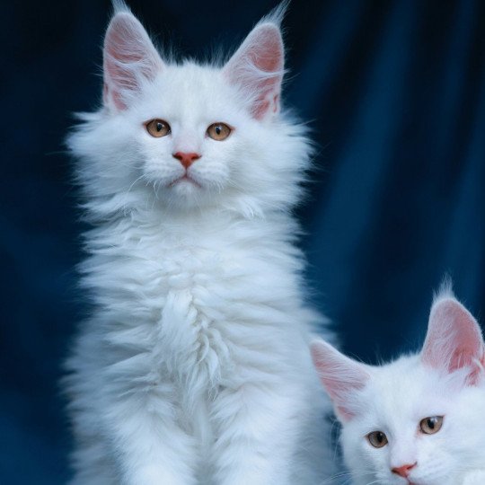 chaton Maine coon red shell Aelion Elevage de maine coon L'Or sauvage