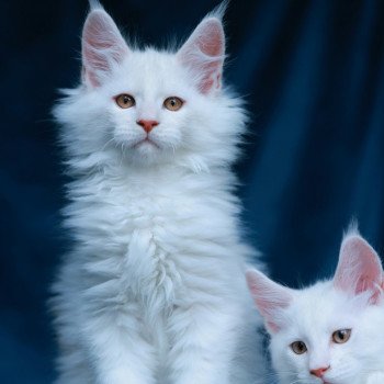 chaton Maine coon red shell Aelion Elevage de maine coon L'Or sauvage