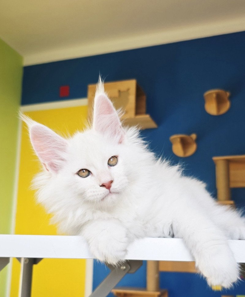 Aelion DE L'OR SAUVAGE Mâle Maine coon