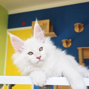 chaton Maine coon red shell Aelion Elevage de maine coon L'Or sauvage