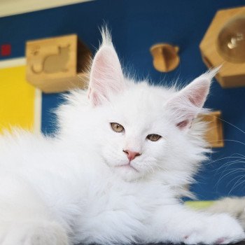 chaton Maine coon red shell Aelion Elevage de maine coon L'Or sauvage