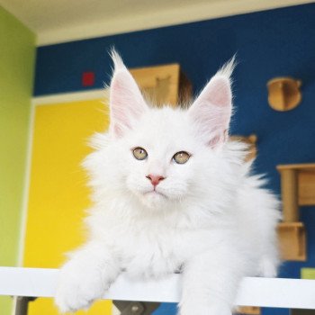 chaton Maine coon red shell Aelion Elevage de maine coon L'Or sauvage