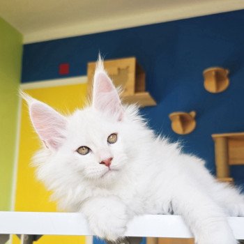 chaton Maine coon red shell Aelion Elevage de maine coon L'Or sauvage