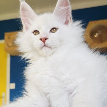 chaton Maine coon red shell Aelion Elevage de maine coon L'Or sauvage