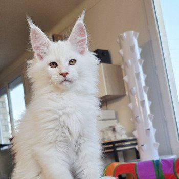 chaton Maine coon red shell Aelion Elevage de maine coon L'Or sauvage