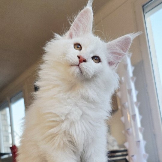 chaton Maine coon red shell Aelion Elevage de maine coon L'Or sauvage