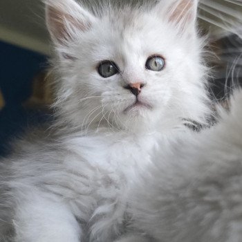 chaton Maine coon black tortie silver blotched tabby & blanc Ayana des neiges Elevage de maine coon L'Or sauvage chaton Maine coon black tortie silver blotched tabby & blanc Ayana des neiges Elevage de maine coon L'Or sauvage