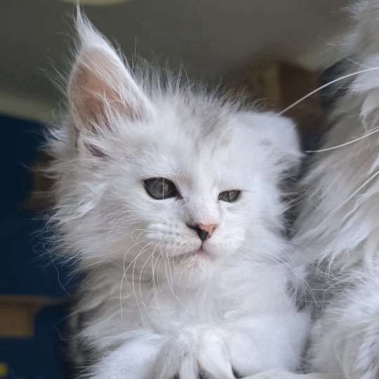 chaton Maine coon black tortie silver blotched tabby & blanc Ayana des neiges Elevage de maine coon L'Or sauvage