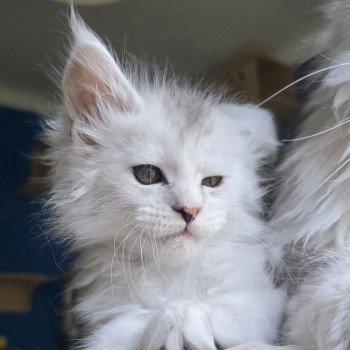 chaton Maine coon black tortie silver blotched tabby & blanc Ayana des neiges Elevage de maine coon L'Or sauvage chaton Maine coon black tortie silver blotched tabby & blanc Ayana des neiges Elevage de maine coon L'Or sauvage