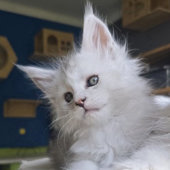 chaton Maine coon black tortie silver blotched tabby & blanc Ayana des neiges Elevage de maine coon L'Or sauvage chaton Maine coon black tortie silver blotched tabby & blanc Ayana des neiges Elevage de maine coon L'Or sauvage