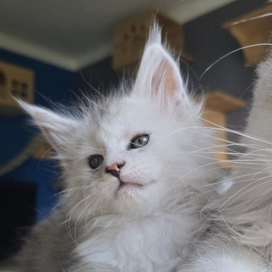 chaton Maine coon black tortie silver blotched tabby & blanc Ayana des neiges Elevage de maine coon L'Or sauvage