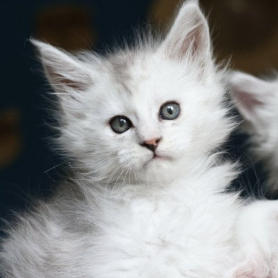 chaton Maine coon black tortie silver blotched tabby & blanc Ayana des neiges Elevage de maine coon L'Or sauvage