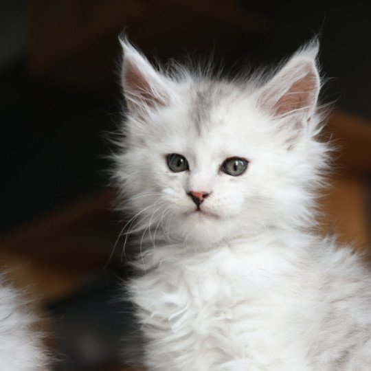 chaton Maine coon black tortie silver blotched tabby & blanc Ayana des neiges Elevage de maine coon L'Or sauvage