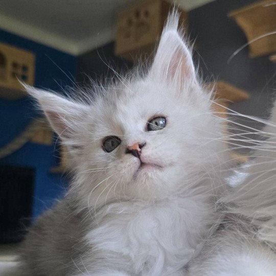 Ayana des neiges DE L'OR SAUVAGE Femelle Maine coon