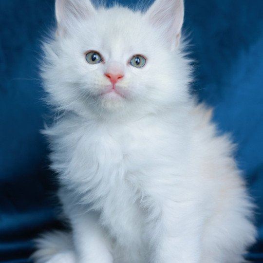 Akaa DE L'OR SAUVAGE Mâle Maine coon