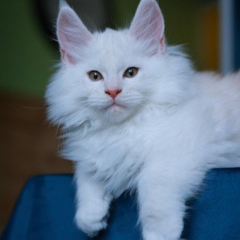 chaton Maine coon red shell Akaa Elevage de maine coon L'Or sauvage