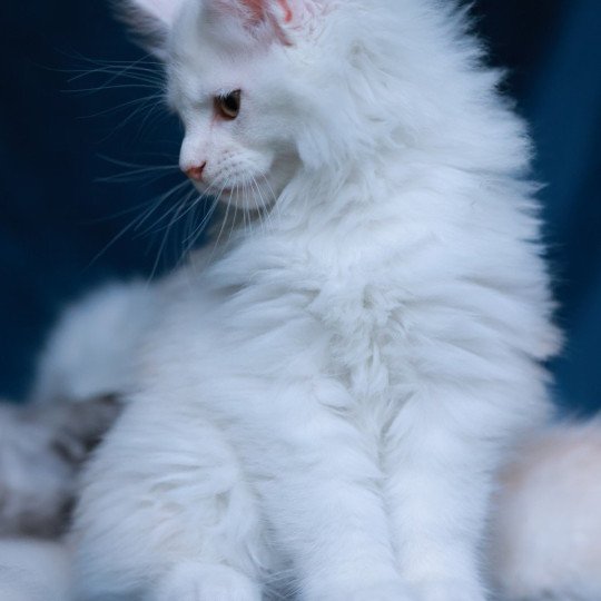 chaton Maine coon red shell Akaa Elevage de maine coon L'Or sauvage