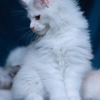 chaton Maine coon red shell Akaa Elevage de maine coon L'Or sauvage